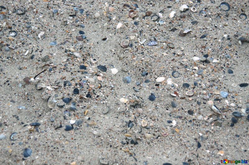 Textura de arena y conchas marinas №13840