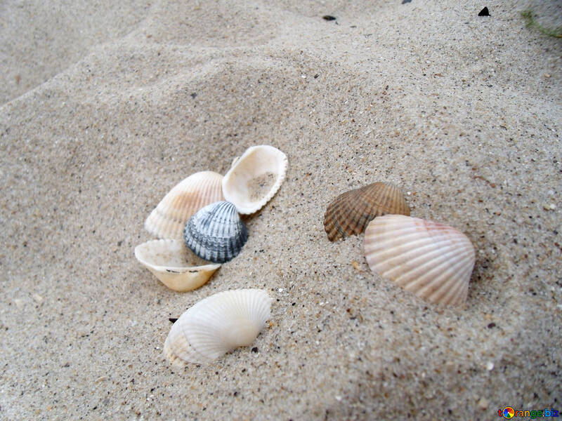 Seashells №13500
