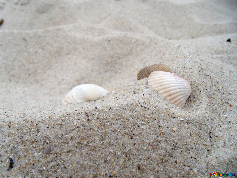 Seashells №13575