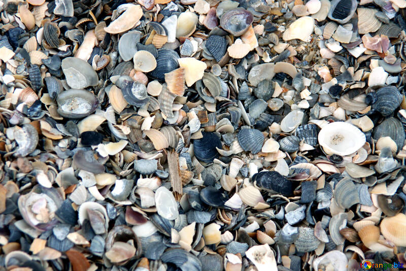 Seashells on the beach №13858