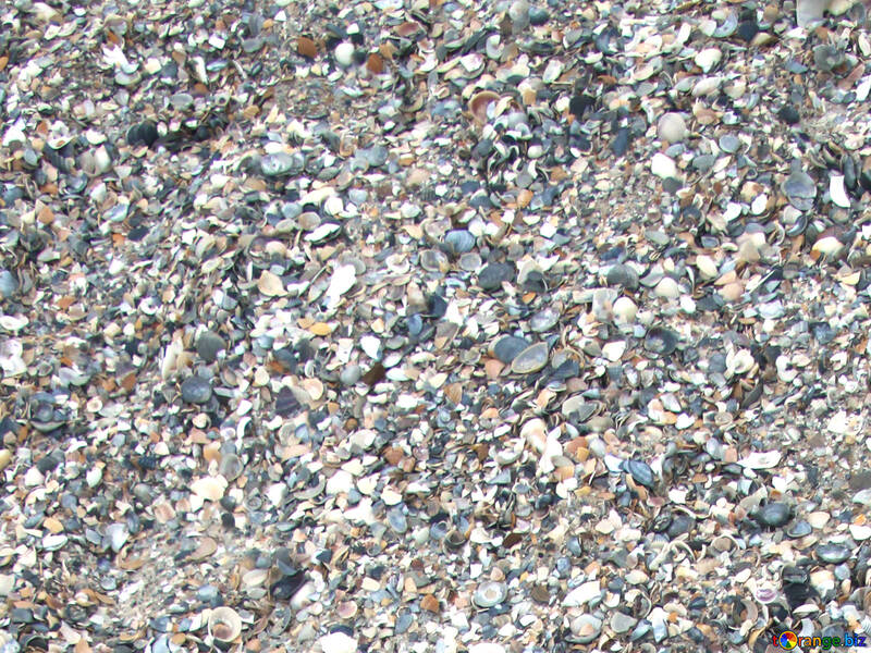 Coquillages sur la plage №13861
