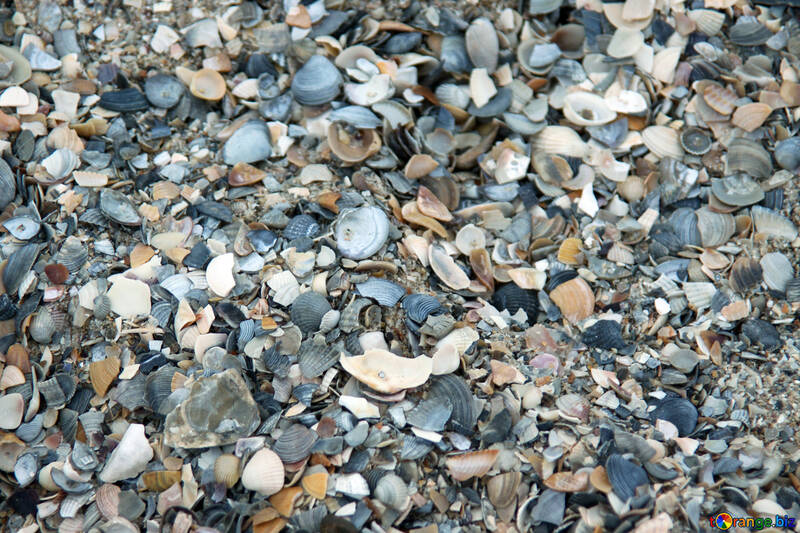 Beautiful seashells №13863