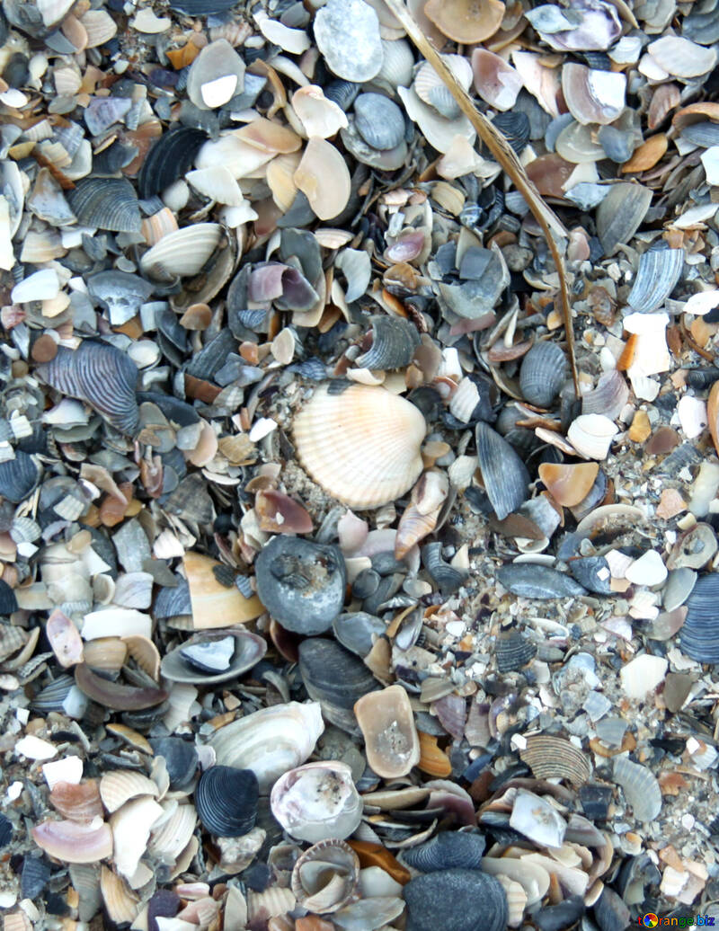 Colorful seashells №13851