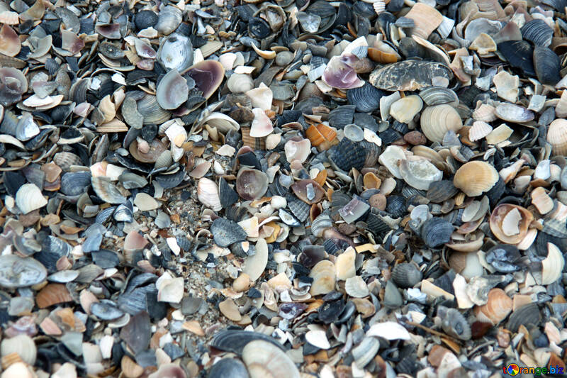 Colorful seashells №13855