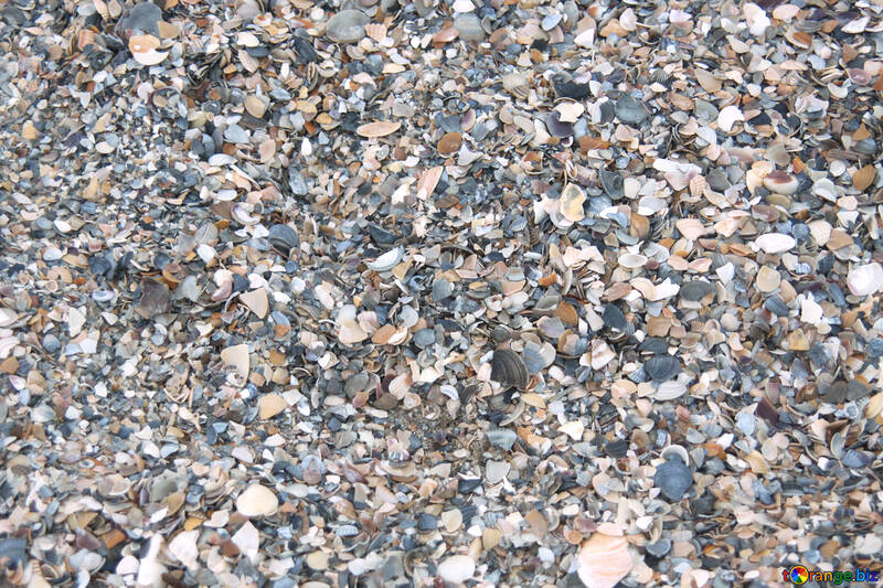 Kleinen Muscheln am Strand №13865