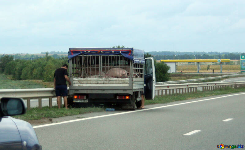 Cerdos de portador de accidente №13249