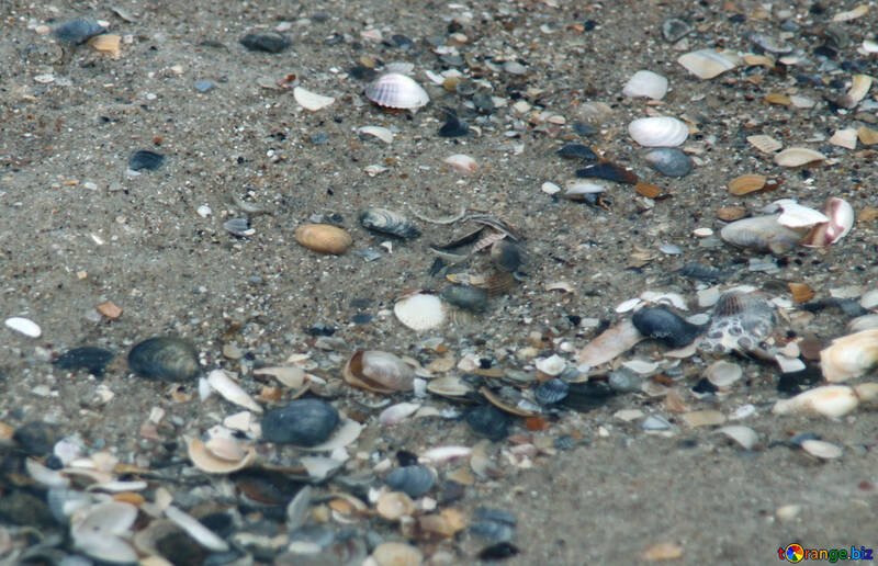 貝殻の浜辺 №13866