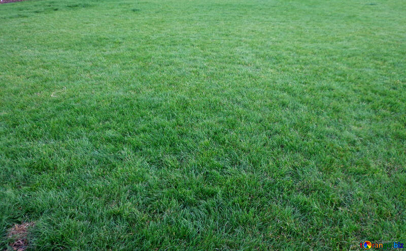 The texture of the lawn. №13911