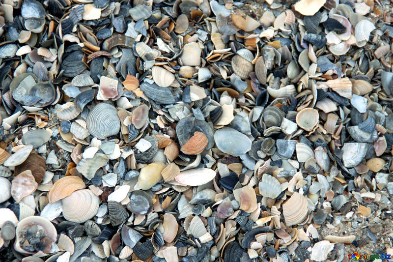 Texture of shells №13848
