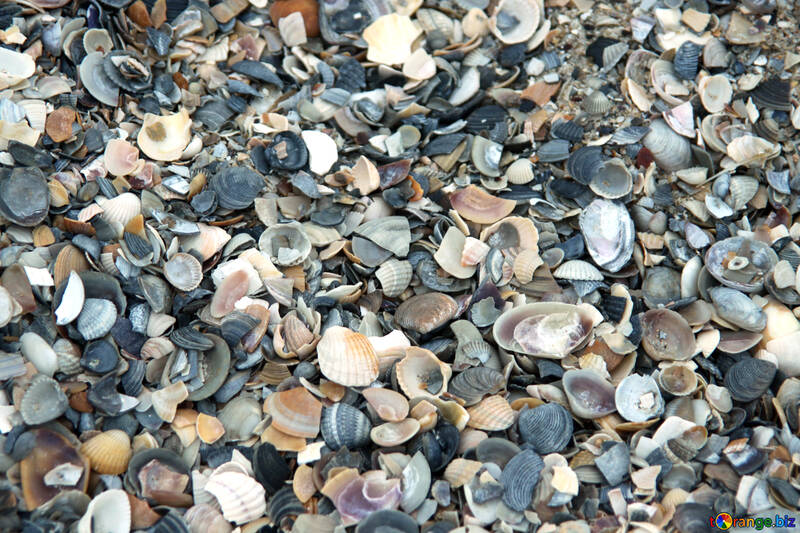 Texture shells №13871