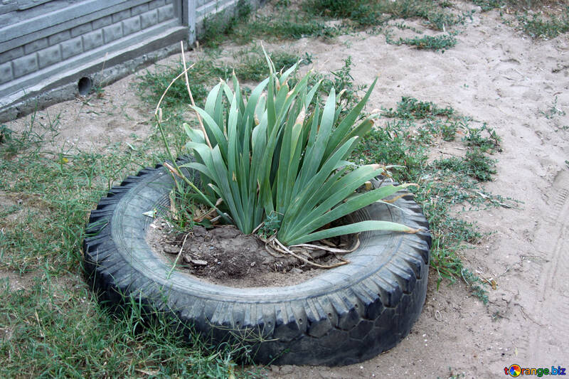 A flower in bed of tires №13686