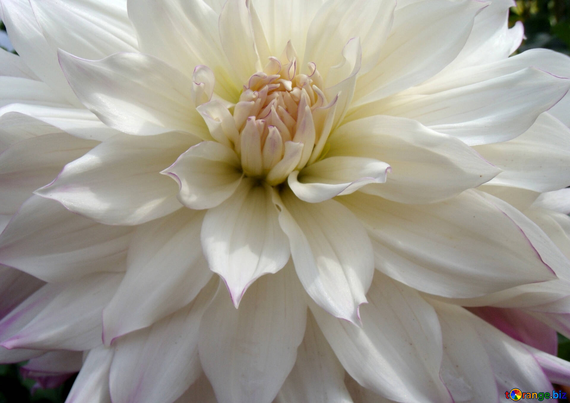 花ダリア 無料の写真 大きな白いダリア 無料の写真 秋 Torange Biz