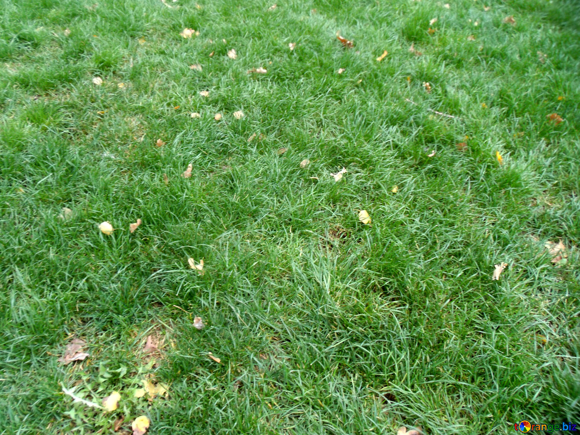 芝 無料の写真 秋の芝生 無料の写真 草 Torange Biz