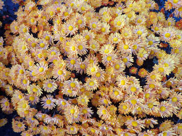 Chrysanthèmes