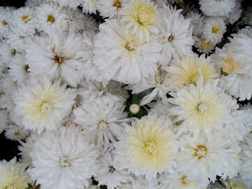 Chrysanthemums №14238