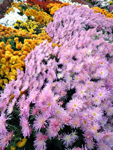 Many chrysanthemums №14209