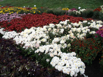 Molti crisantemi №14344