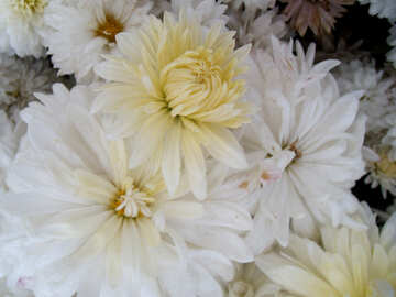 Crisantemos blancos №14258