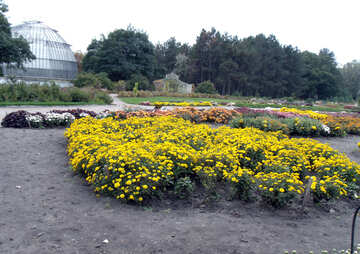 Yellow chrysanthemums №14321