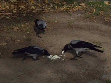 Tres cuervos №14265