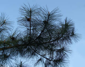 Branche de pin sur le ciel №14107