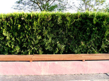 Hedges texture №14098
