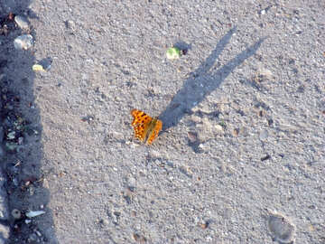 オレンジ色の蝶 №14127