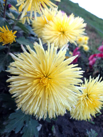Chrysanthemum №14156