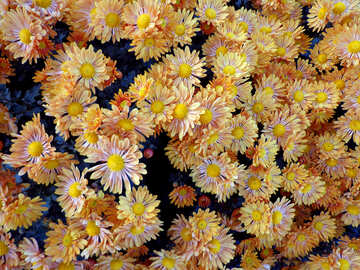 Chrysanthemum №14157