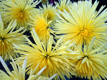 Chrysanthemum №14160