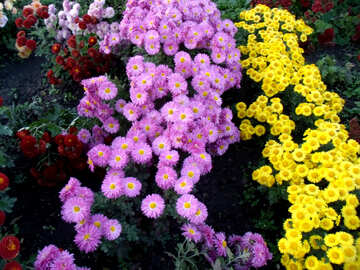 Chrysanthemum №14162