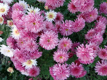 Chrysanthemum №14164