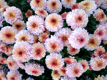 Chrysanthemum №14167