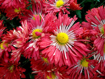 Chrysanthemum №14171