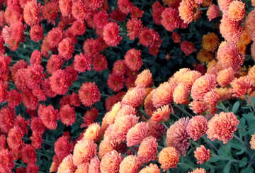Chrysanthemum №14173