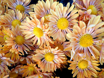 Chrysanthemum №14174