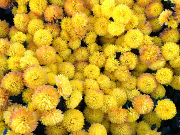 Chrysanthemum №14180