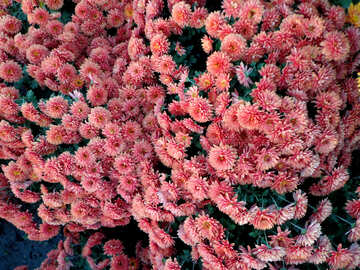 Chrysanthemum №14181