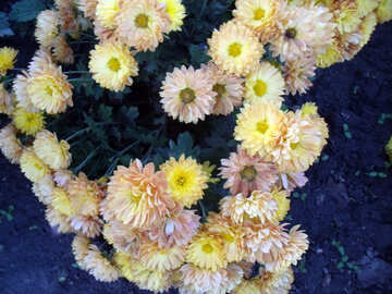 Chrysanthemum №14186