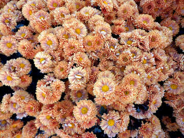 Chrysanthemum №14188