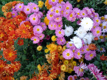 Chrysanthemum №14190