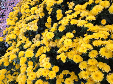 Chrysanthemum №14191