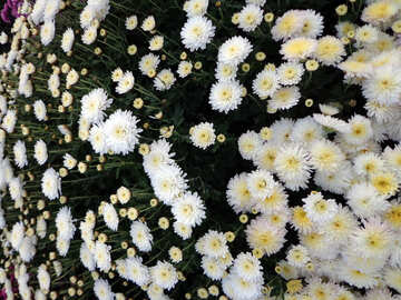 Chrysanthemum №14192