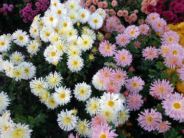 Chrysanthemum №14208