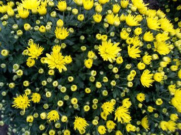 Chrysanthemum №14240