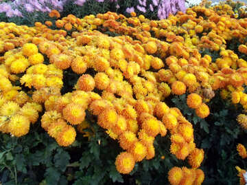 Orange chrysanthemum №14205