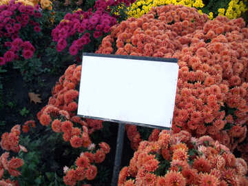 Chrysanthemum and the plaque №14185