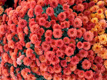 Red chrysanthemum №14196