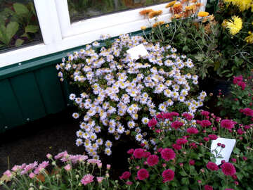 Chrysanthemum sale №14305
