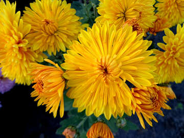 Yellow chrysanthemum №14198